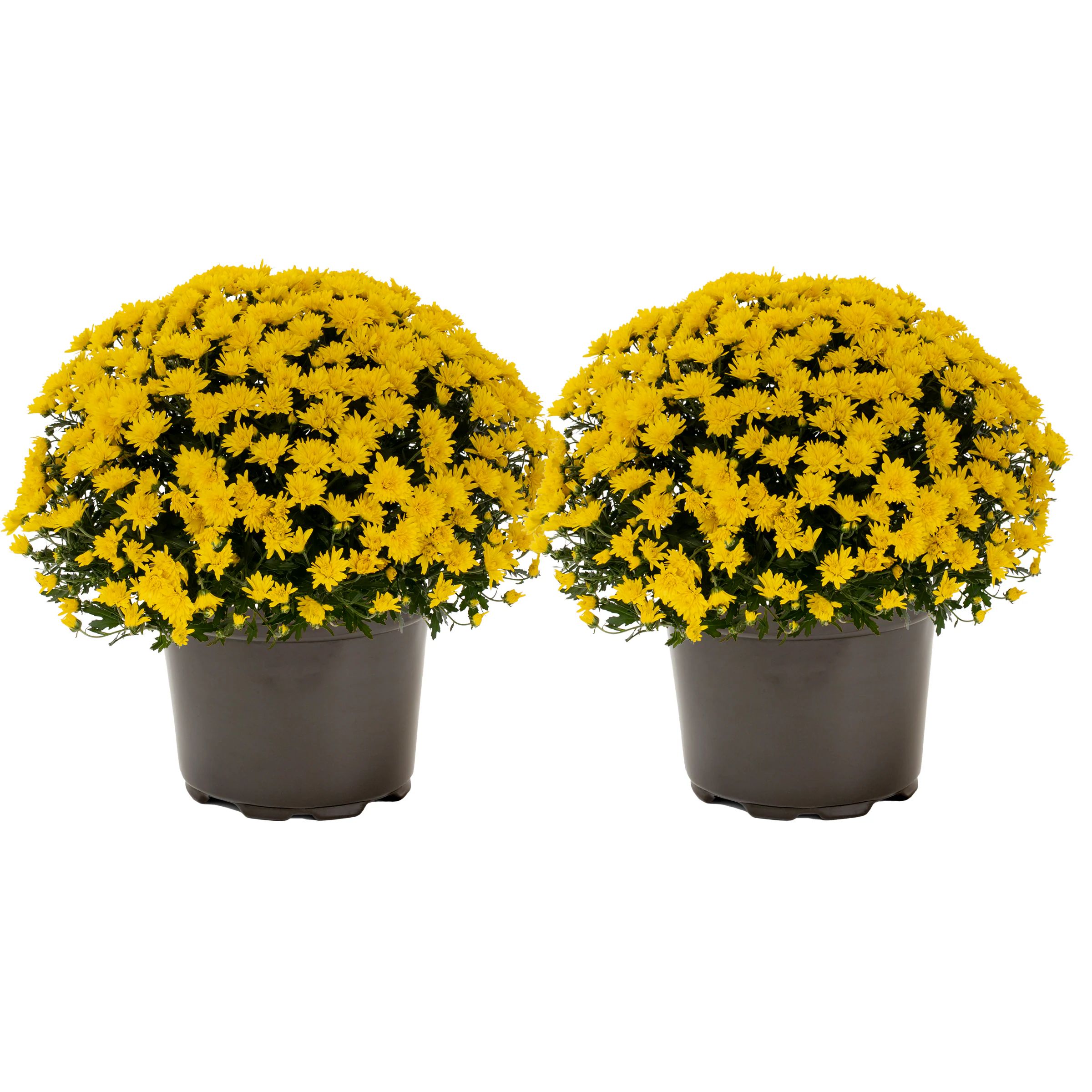 Mums at Lowes.com: Search Results | Lowe's