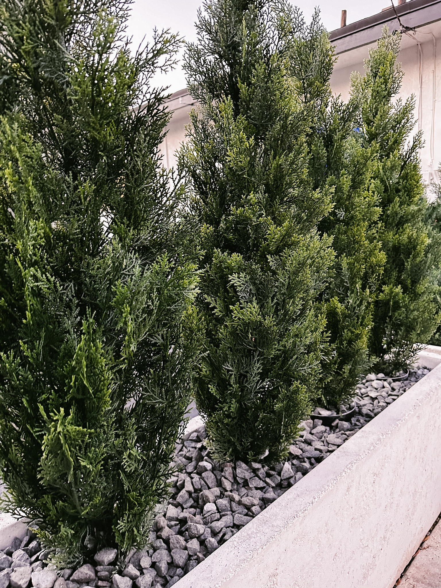 Faux plants outside. Linked some of favorites on this post  

#LTKhome #LTKsalealert #LTKHoliday