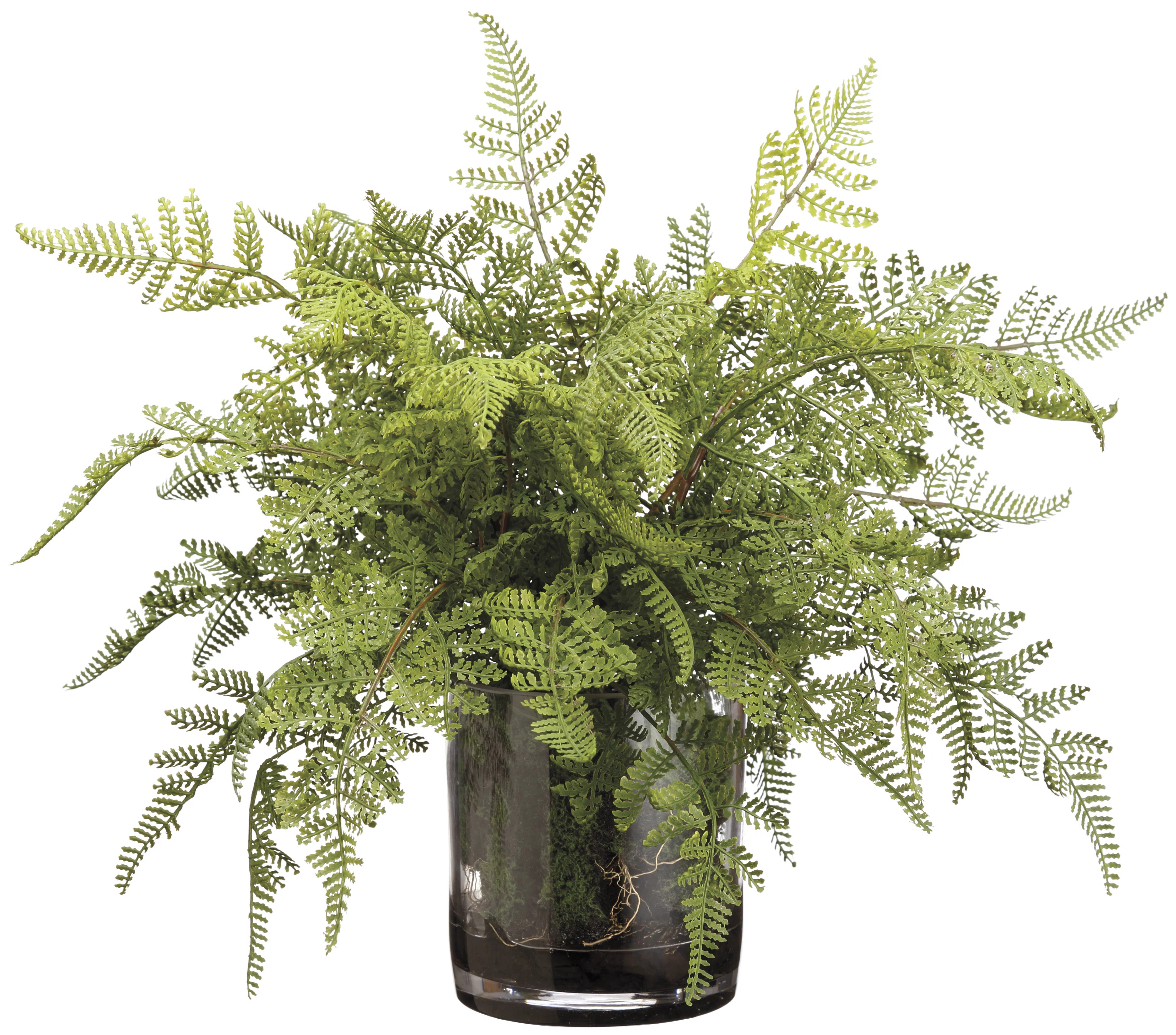 Birch Lane™ Kestrel Lace Fern and Soil Foliage Plant in Decorative Vase | Wayfair | Wayfair North America