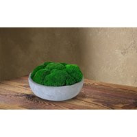 Pillow Moss Concrete Bowl Miniature Tabletop Centerpiece | Etsy (US)