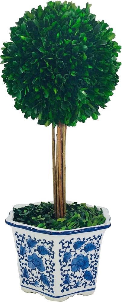 Amazon.com - Galt International Preserved Boxwood Topiary Tree in Ceramic Pot Plant and Table Cen... | Amazon (US)