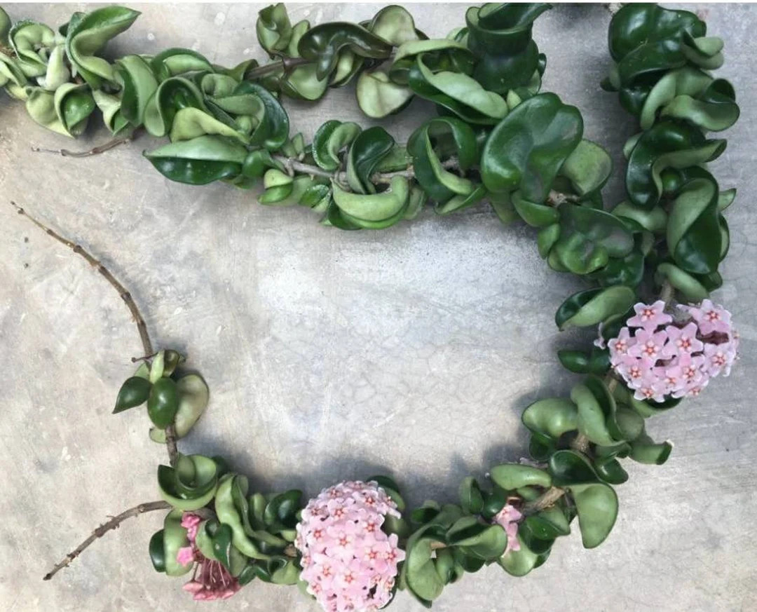 Hoya Hindu Rope Wax Plant | Etsy (US)