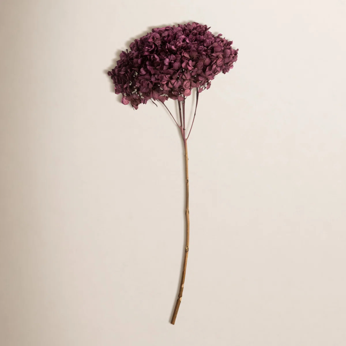Natural Botanicals 15" Hydrangea with Multiple Branch Segments, Preserved | Wayfair North America