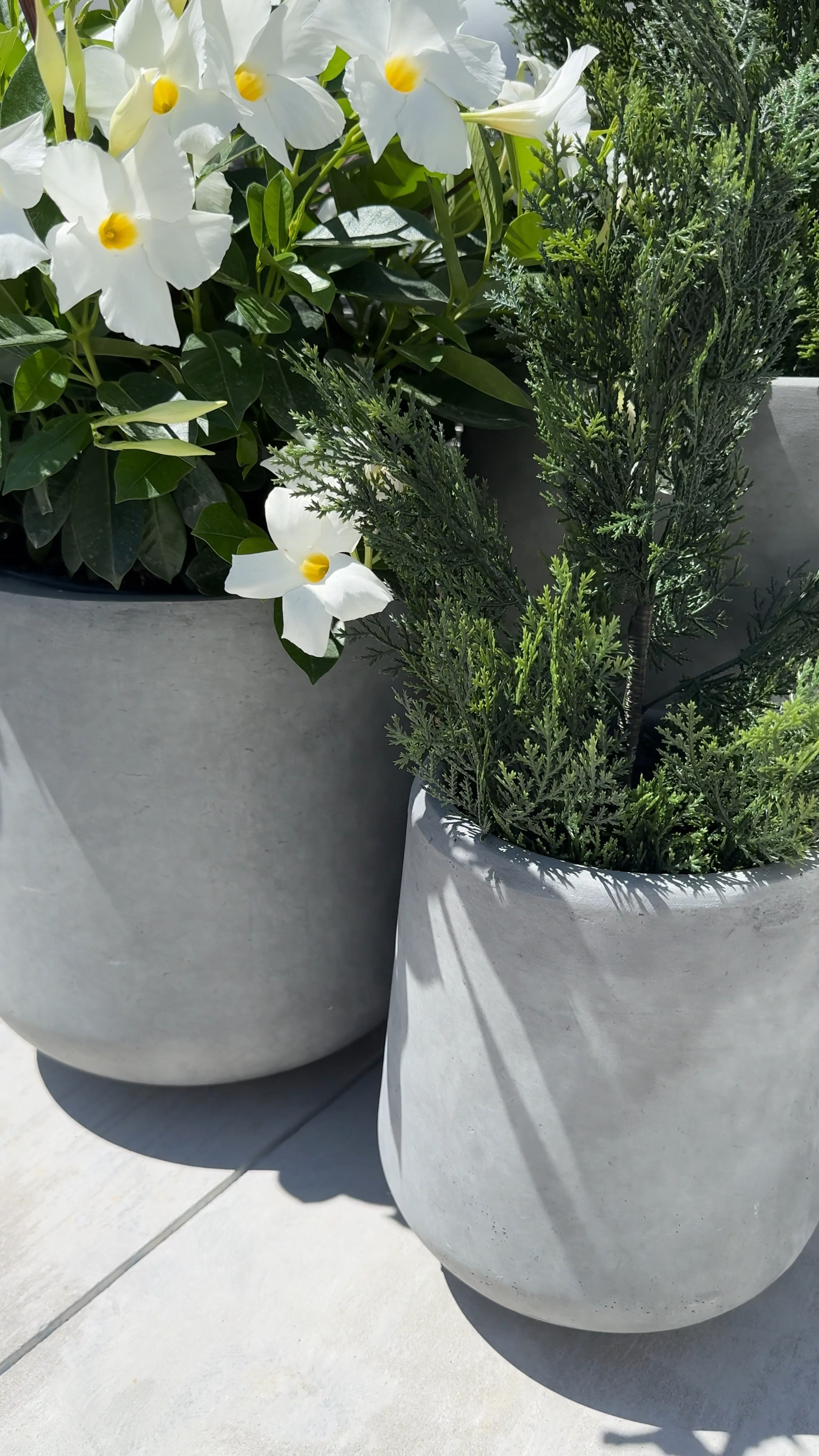 Amazon concrete planters, outdoor trees 

#LTKHome #LTKVideo #LTKSeasonal