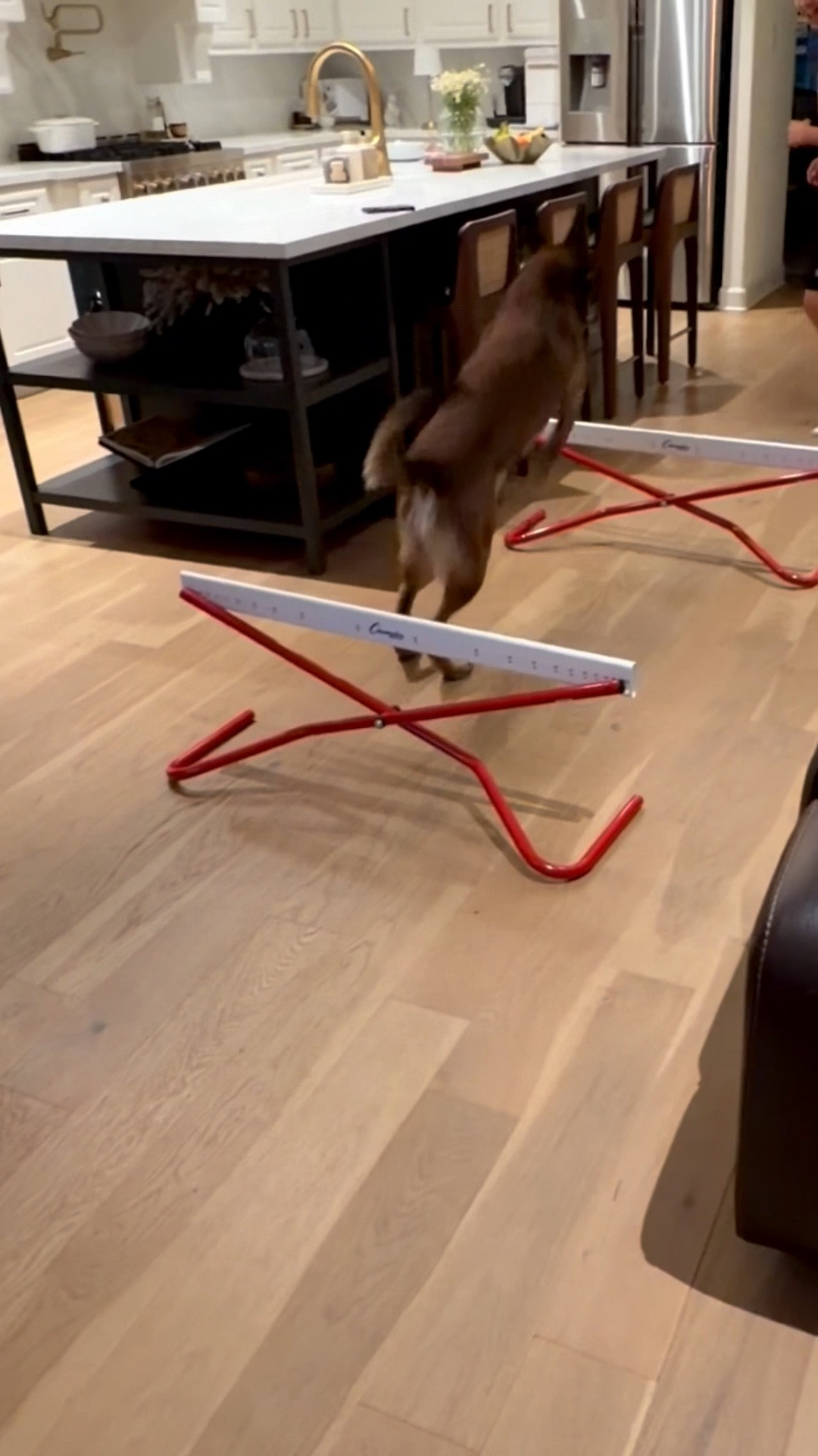 The dog is enjoying hurdle practice too! Found these great adjustable hurdles to get in some extra practice at home- I was thinking for outside but the kitchen seems to work!

Amazon find

#LTKdayinmylife #LTKKids