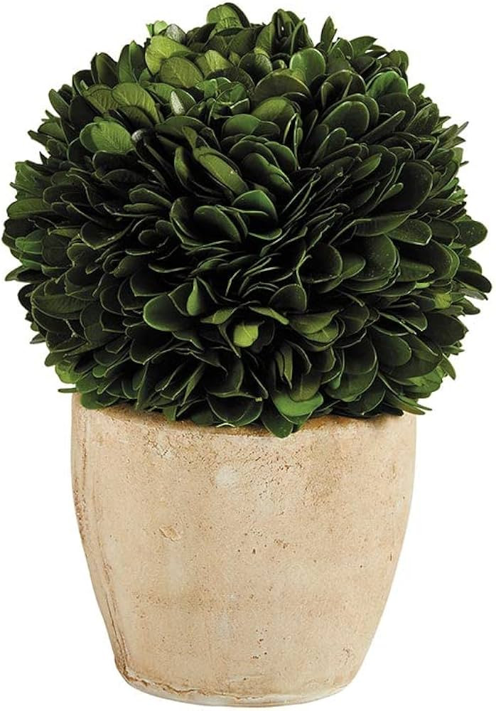 47th & Main Preserved Topiary Ball Potted Plant in Pot, 16" Tall, Boxwood - Round | Amazon (US)