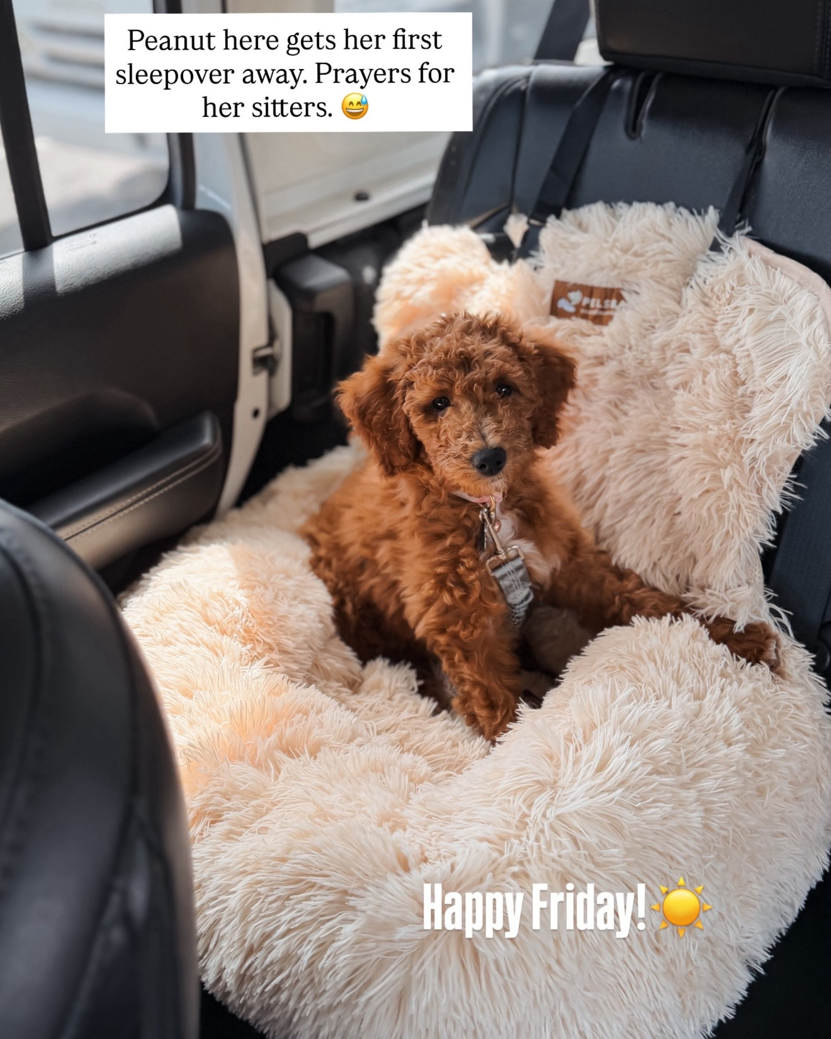 Cozied up for the ride. 🐶🐾

Pet supplies, puppy bed, dog bed, dog seat for car, doggy car seat

#LTKHome #LTKTravel