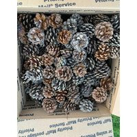 Pine Cones, Seconds, Imperfect, Red One Box, Approximately 275 Cones | Etsy (US)