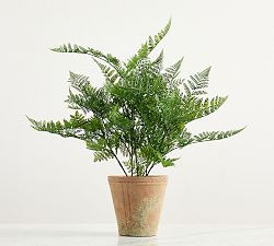 Faux Potted Japanese Climbing Fern | Pottery Barn (US)