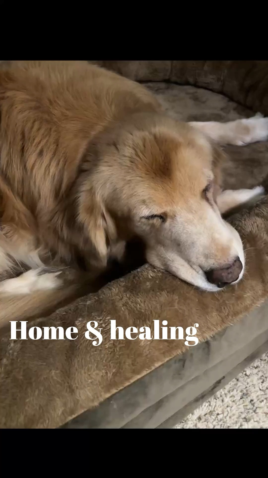 Part 2 - If you’ve been following along, you know thirteen year old Charlie has had two eyelid surgeries in the last few weeks.  We visited an animal eye care specialist due to a corneal ulcer.  Bless his heart.  He had a procedure done that should allow the ulcer to heal in a few weeks. 💛 Sweet boy. His cozy nest has made his healing so comfortable.  Of course, he’s still on the bed with me overnight. But Nora is enjoying the bed then. 🥹

#LTKpets #dogmom #golden

#LTKdayinmylife #LTKHome #LTKmomlife