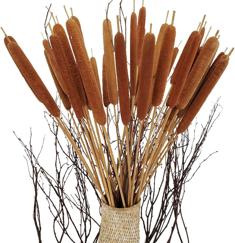 40 Pcs Dried Natural Cattails Jumbo Dried Flowers for Floral Arrangement Wedding Home Decoration ... | Amazon (US)