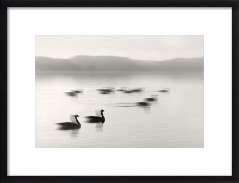 Geese on Melton Lake | Artfully Walls