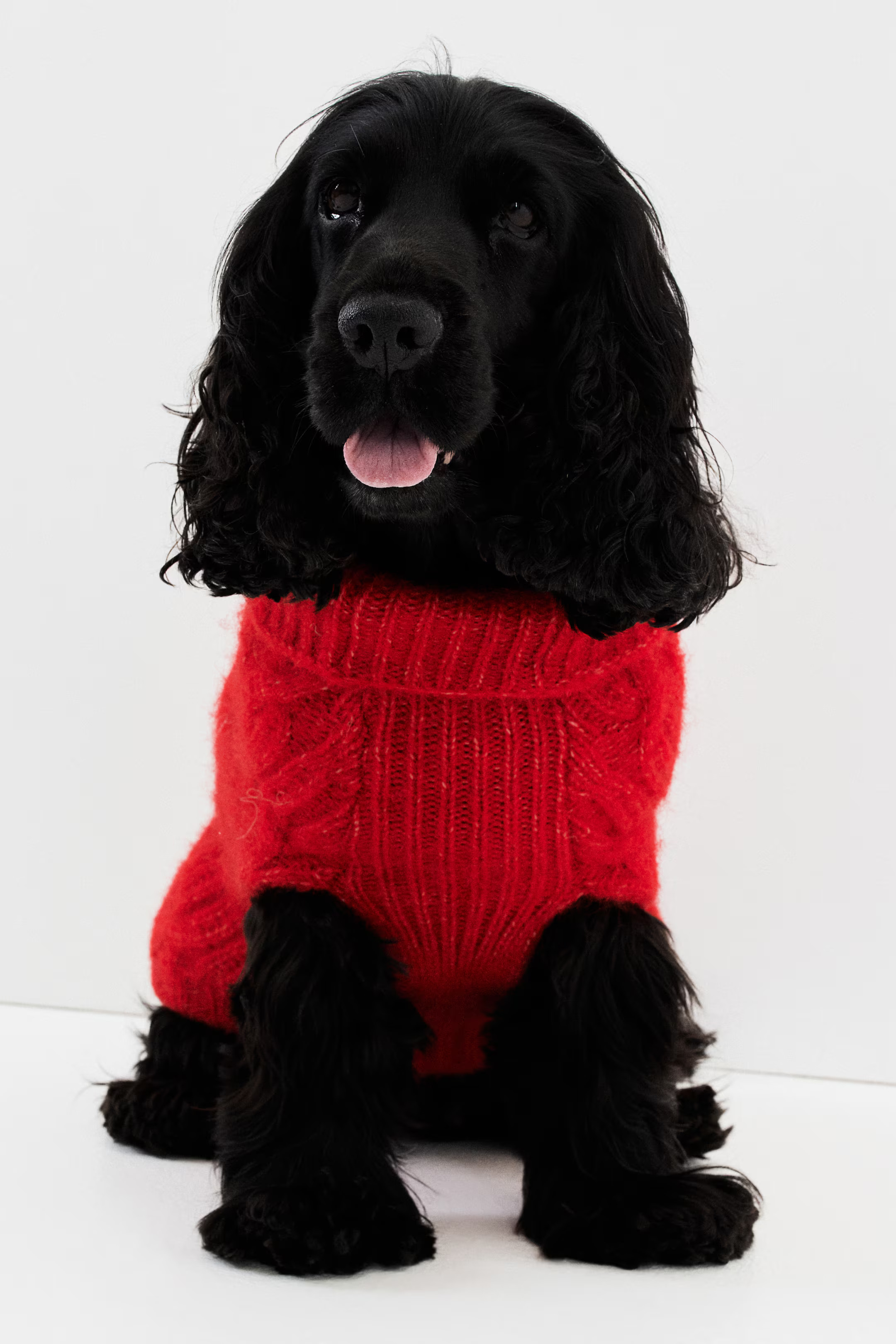 Cable-Knit Dog Sweater | H&M (US + CA)