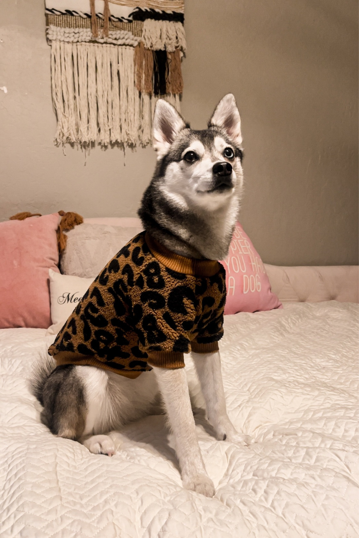 Dog Mom Matching Leopard Outfits 

#LTKfindsunder50 #LTKstyletip #LTKfamily