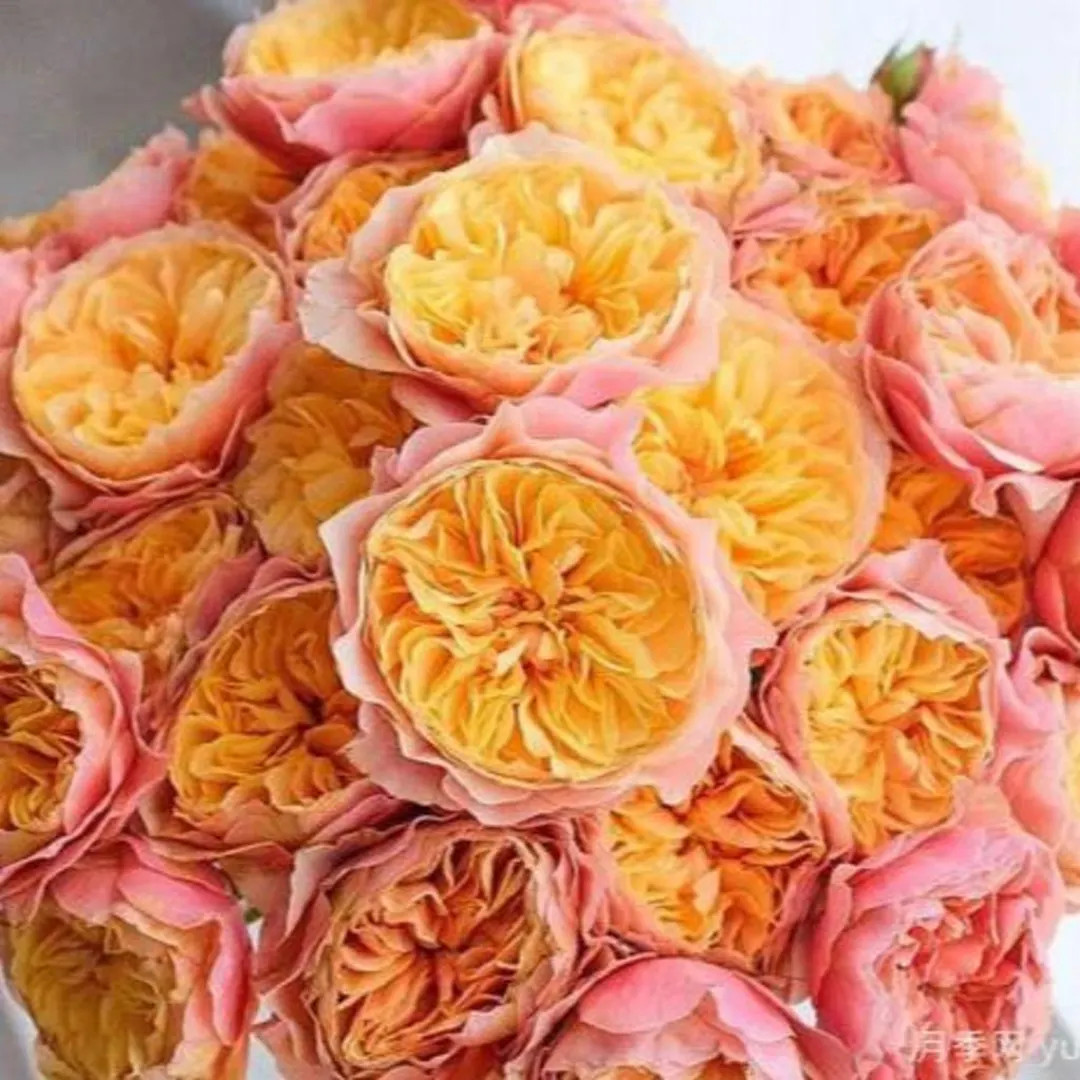 Kensington Garden 肯辛顿公园 1 Gallon - Etsy | Etsy (US)