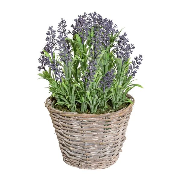 8" Lavender Flowering Plant In Basket Set | Wayfair Professional