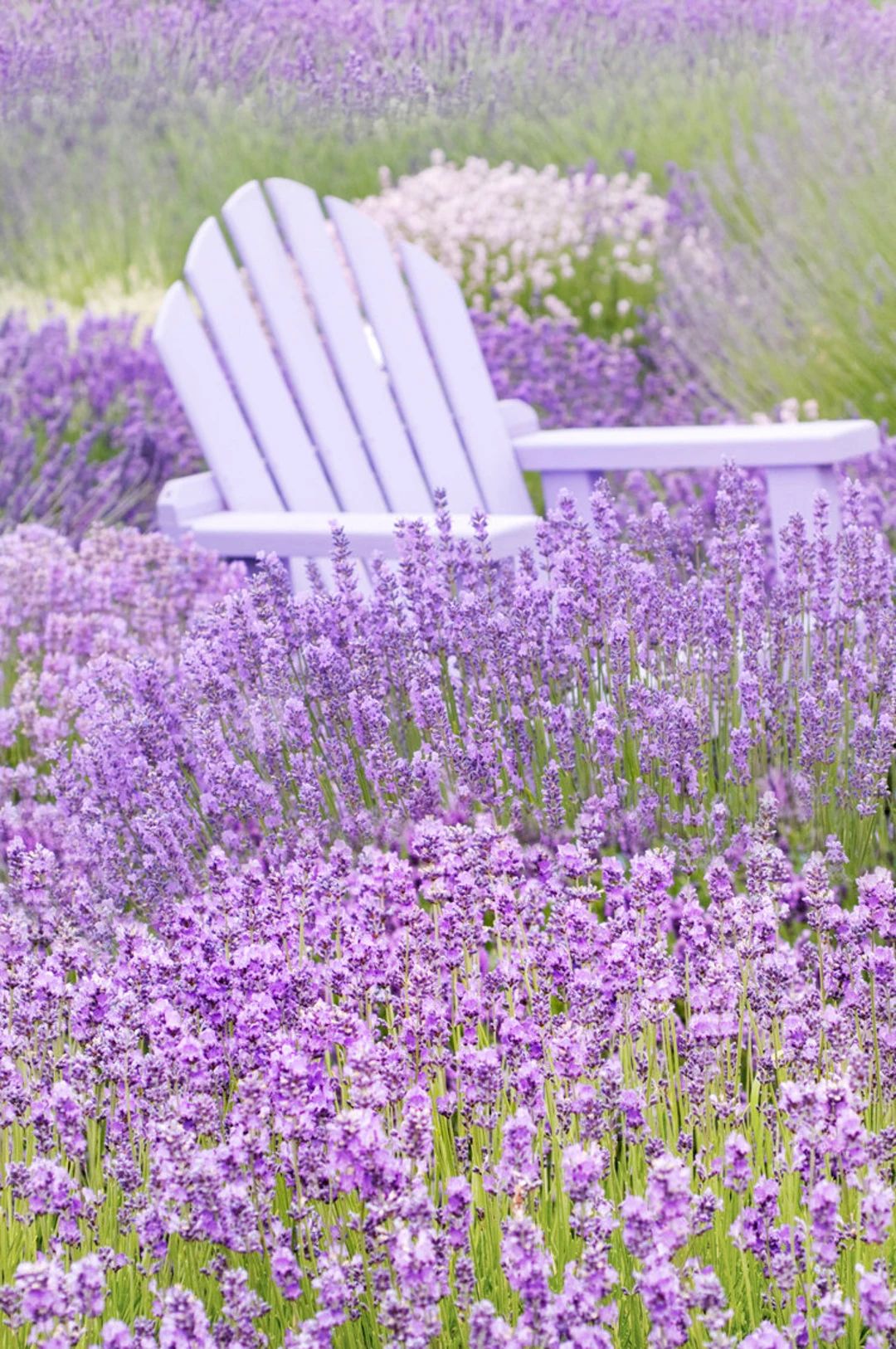 Nature Photography French Lavender Fields Purple Chair - Etsy | Etsy (US)