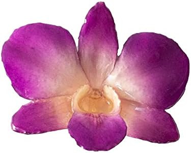 Real Preserved Orchid Flower Hair Clip | Hawaiian Hair Flower | Dendrobium Orchid Gift (Natural P... | Amazon (CA)