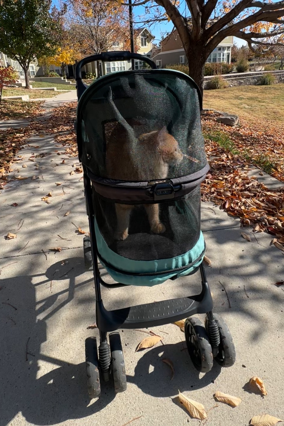 Cat stroller!

#LTKFindsUnder100 #LTKGiftGuide #LTKHome