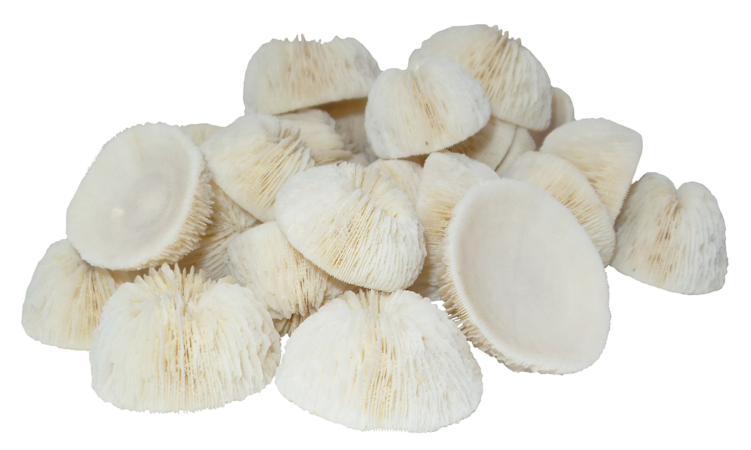 U.S. Shell Cupped Mushroom Coral for Home Decor, 1"-2" | Amazon (US)