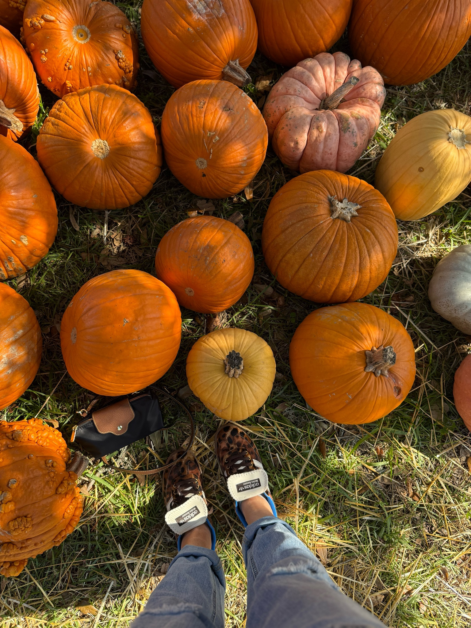 Just an aesthetically pleasing pumpkin patch picture with my new sneakers🧡she's

#LTKHalloween #LTKSeasonal #LTKShoeCrush