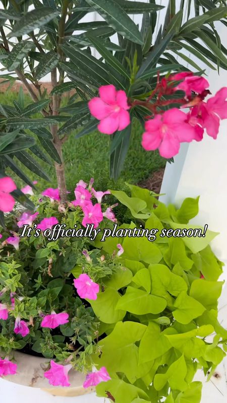 Sharing the ferritilozer I swear by for flowers (and an organic option for our herbs and citrus)! Also link my planters and outdoor furniture!
.
#ltkhome #ltkfindsunder50 #ltkseasonal #ltksalealert #ltkfindsunder100 #ltkover40 gardening hacks, flower pots 

#LTKSeasonal #LTKHome #LTKFindsUnder50