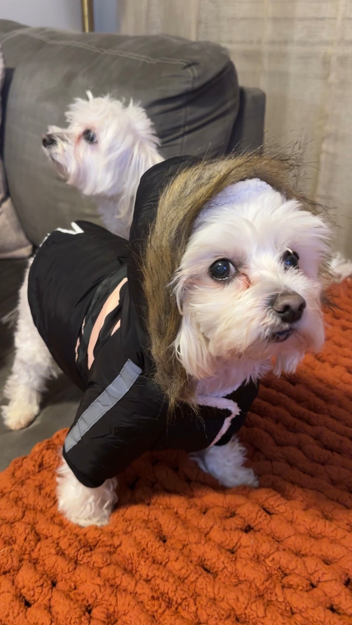 Winter Coats from Amazon for my fur babies. 🐶🧥🐶

#LTKmomlife #LTKStyleTip #LTKPets