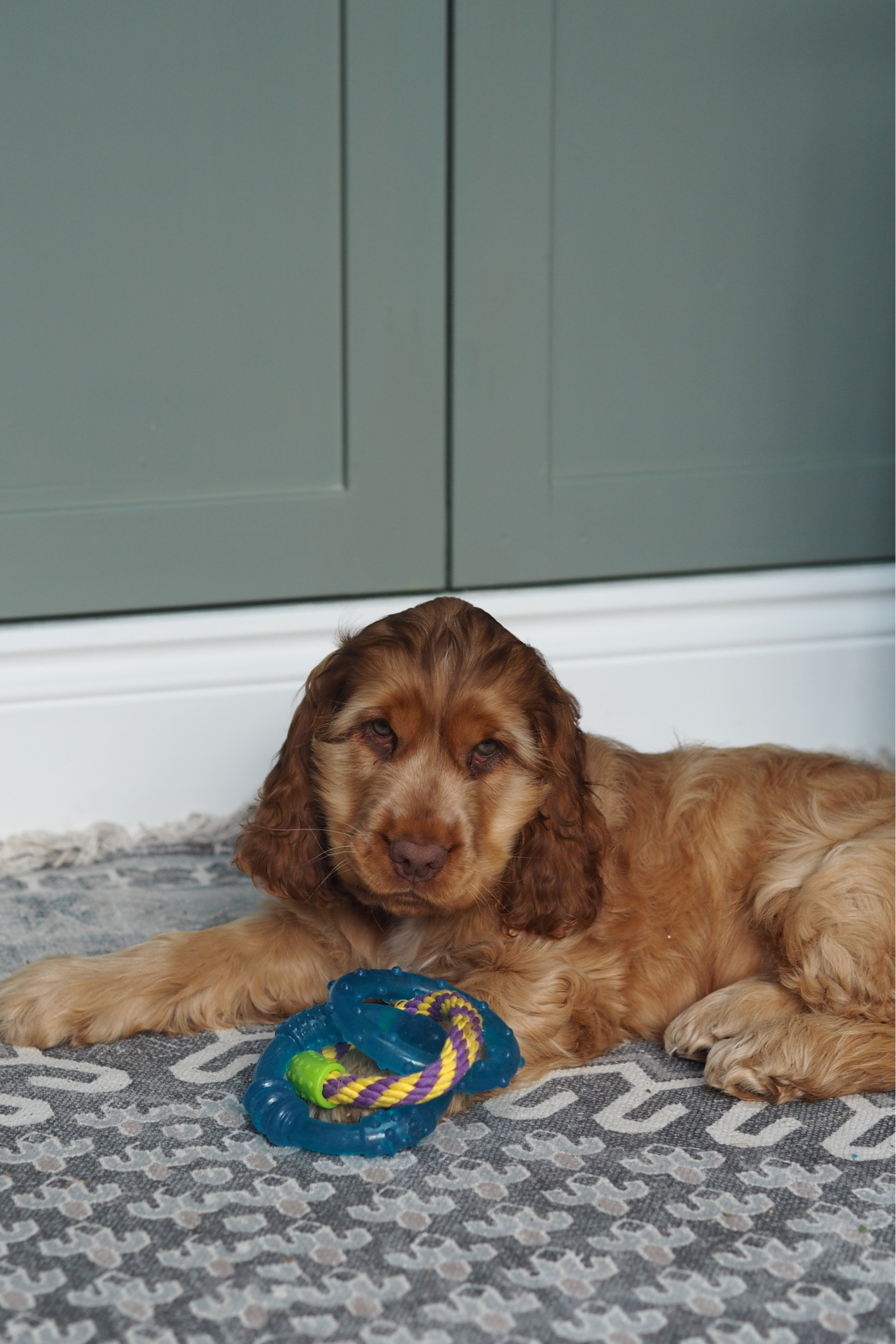 Introducing Henry - our new puppy! 

Shop all of his favourite toys & accessories for your furry friend.

#LTKhome #LTKuk