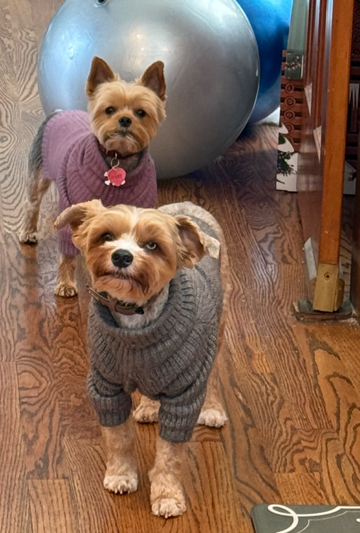 Back home from our staycation and summoned to treat duty. 
💋Thank you to my followers! Please hit Subscribe and the 🛎️ Notifications! 

#LTKRealBoringHousewife 

#LTKFindsUnder100 #LTKSeasonal #LTKHome