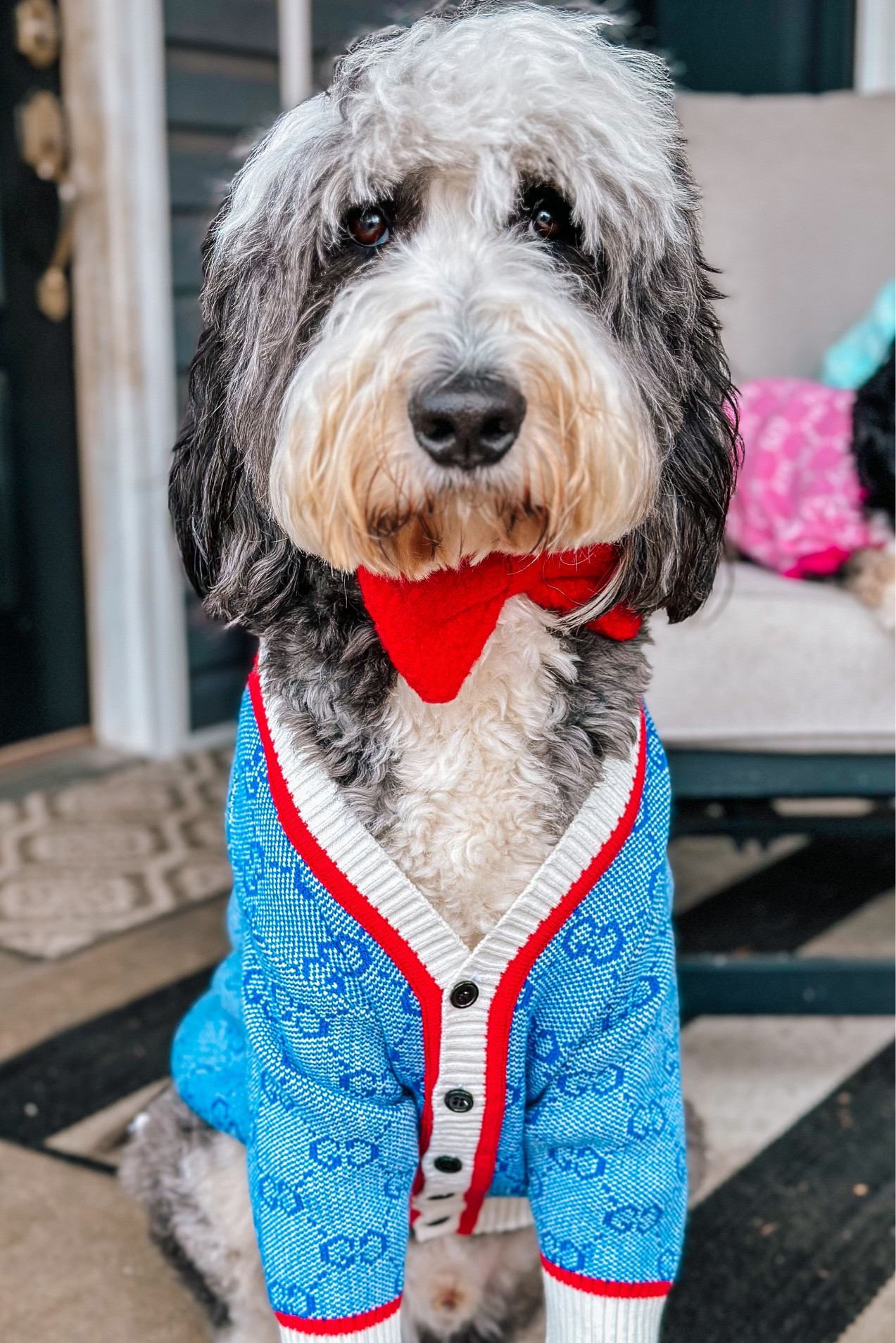 Can’t forget the big guys😜🐶

Get Barney’s exact sweater from @supremedoggarage and use our discount code to save doodles20💰

#LTKfamily #LTKSeasonal #LTKmens