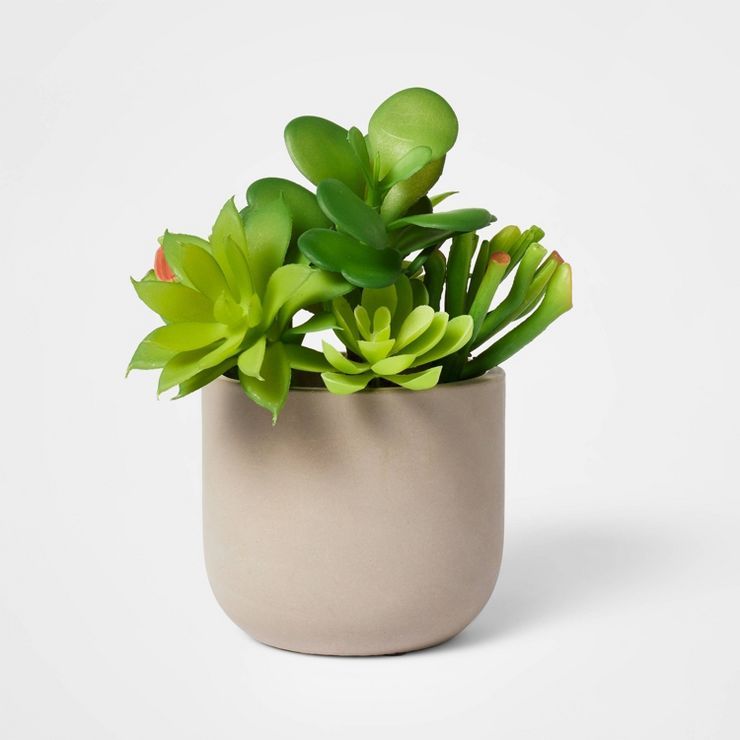 5" Potted Succulent - Threshold™ | Target