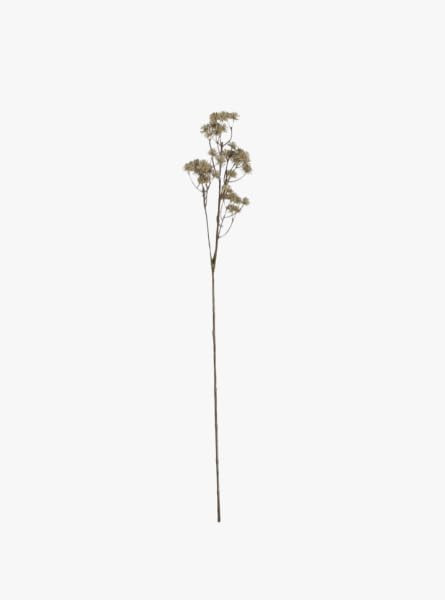 Natural Aralia Stem | Amazon (US)