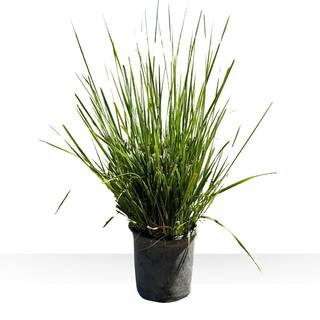 #1 Container Feather Reed Grass 'Karl Foerster' (4-Pack) | The Home Depot