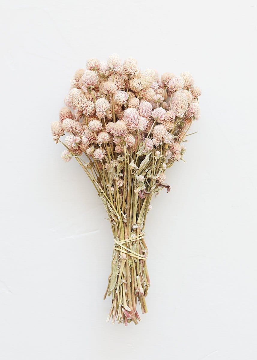 Air Dried Globe Amaranth in Light Pink - 14-18" Tall | Afloral (US)