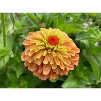 Queeny Lime Orange Zinnia Seeds, Queen Series Zinnias // Zinnia Elegans | Etsy (US)
