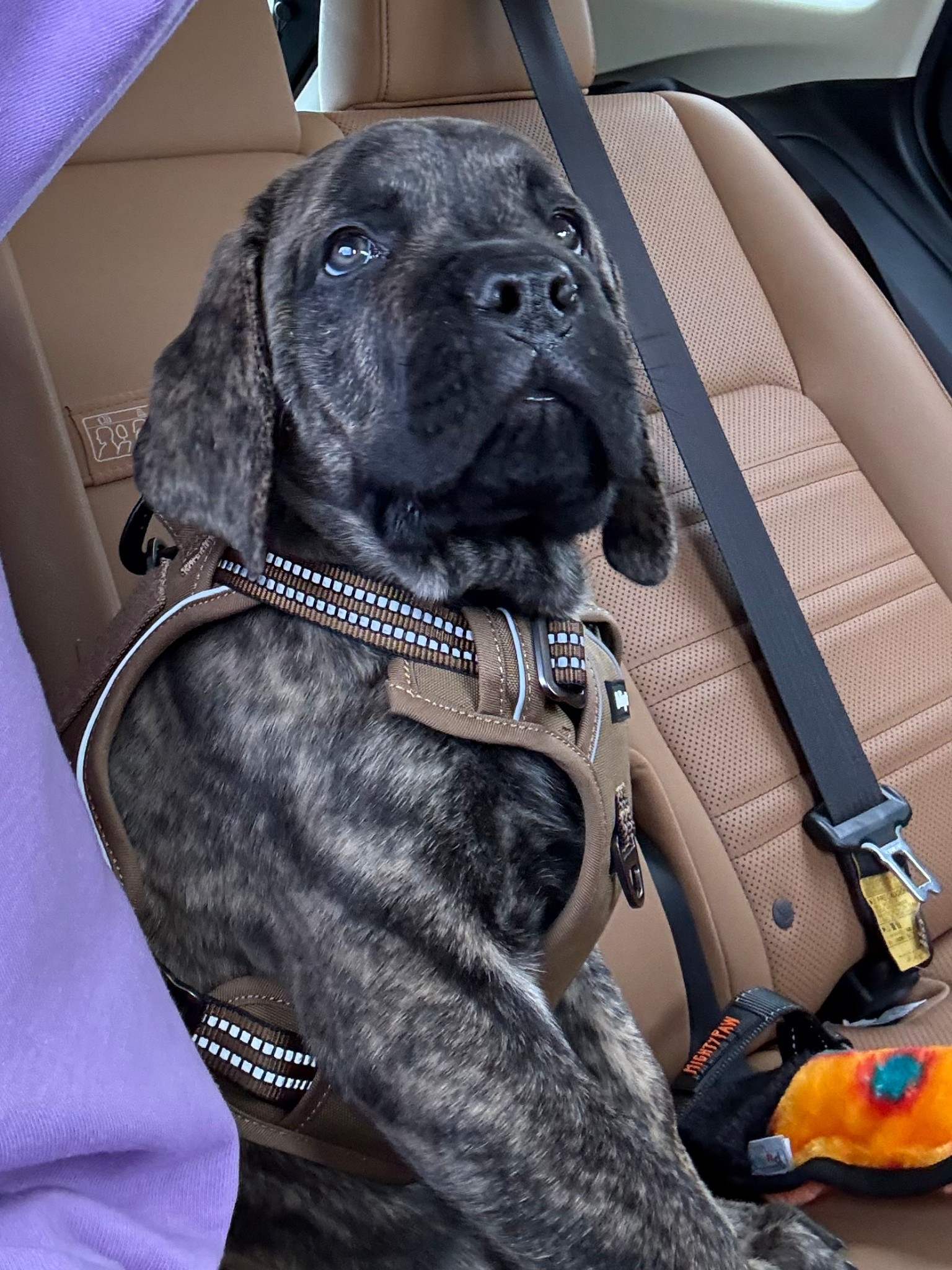 Meet Moose 🫎 🐾

Did you guess what our big announcement was from my last post?!

We welcomed this sweet baby boy to the family and have been forever changed. 

In loving memory of my favorite dog growing up, Honey our English Mastiff, my heart has been longing for that oversized kind of love. We found the perfect partners in this journey with Spicewood Mastiffs here in TX!

This has been a big secret to keep as they were amazing throughout this process even sending us weekly pictures and updates! 

Sunday will mark 2 weeks with this angel boy - with his whole lifetime to go 🤍🙏🏼🐾

His micro big brother, Napoleon, has been adjusting better than expected and we can’t wait for the day these two good boys nap in the sun, together. 

Linking some of our favorite puppy “must haves” and look forward to sharing more!

#LTKFindsUnder50 #LTKHome #LTKPets