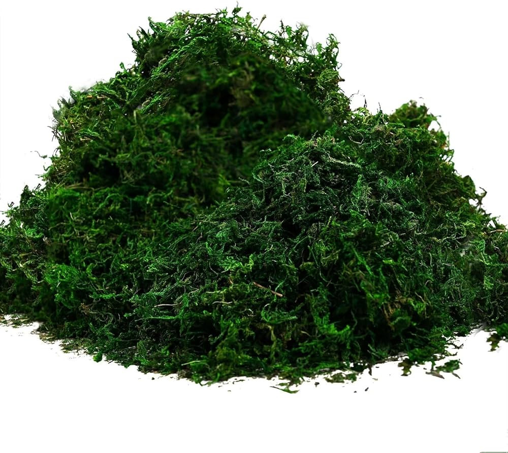 Byher 92926 Preserved Forest Moss, Fresh Green (8OZ) | Amazon (US)