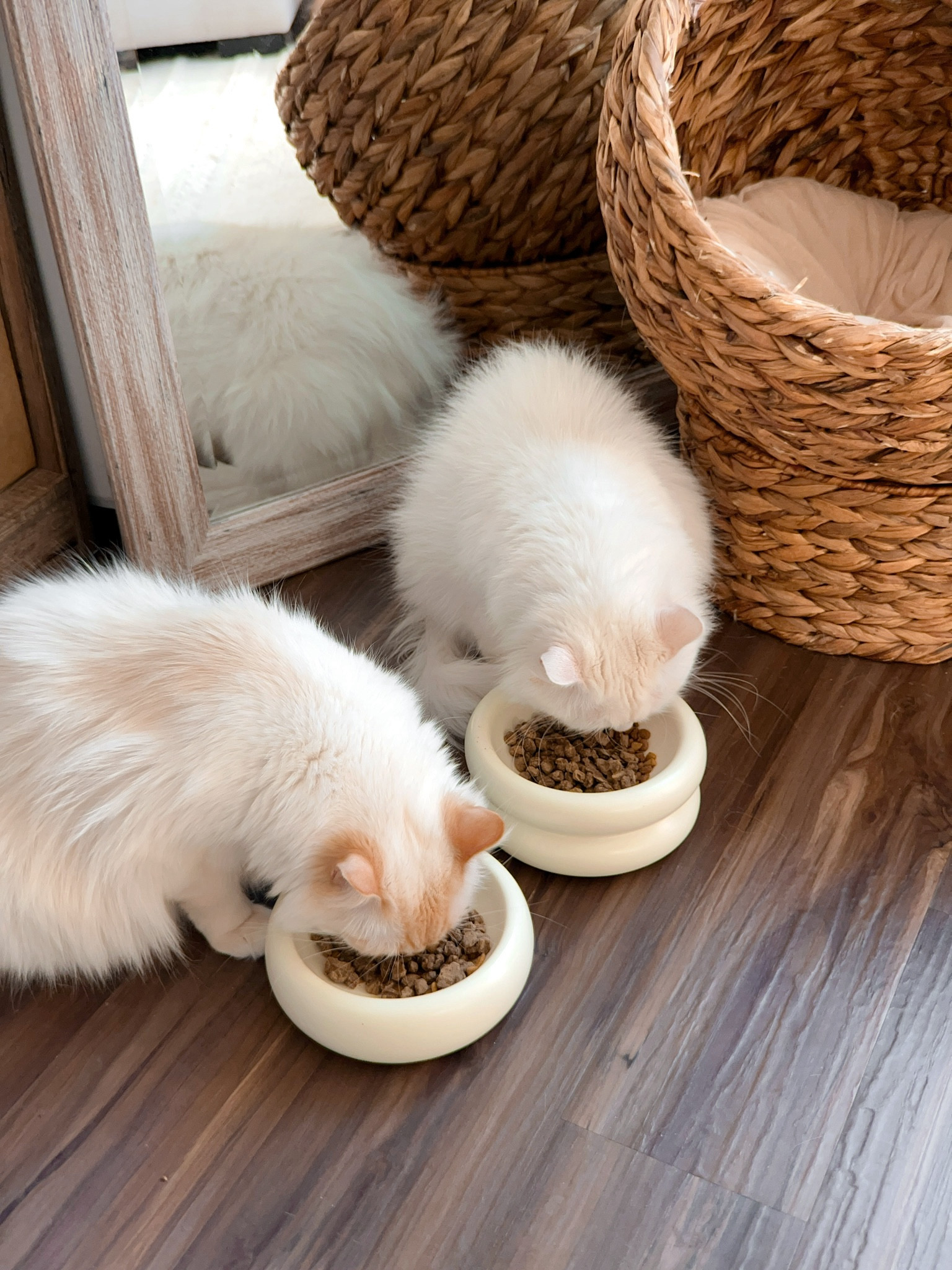 Two beige kitties 🥰