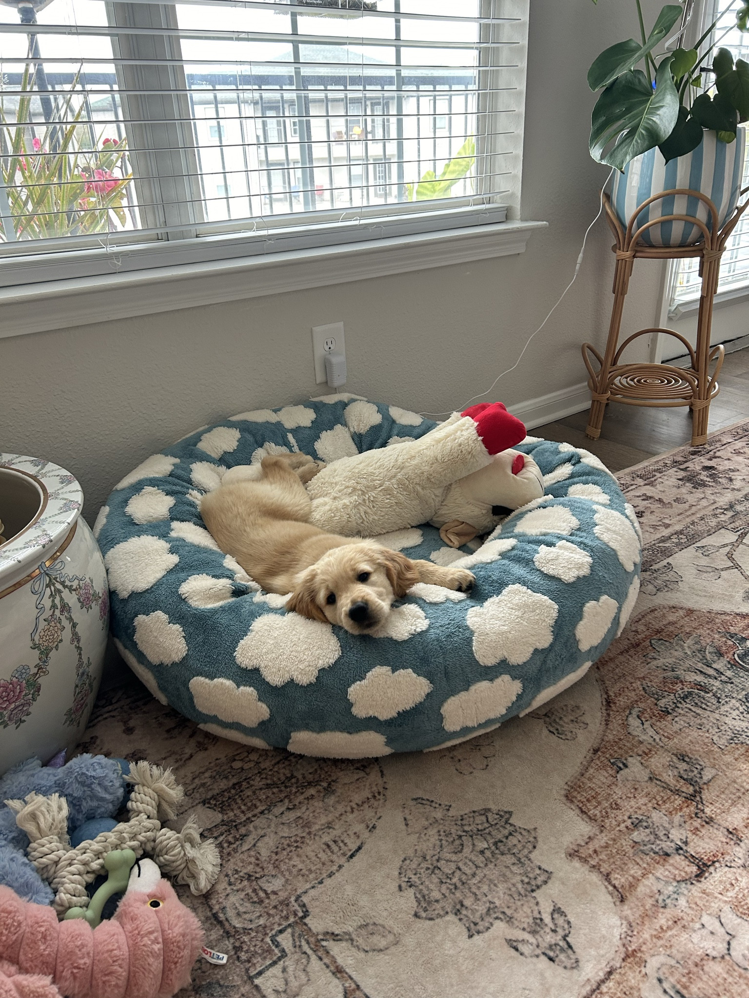 she loves her new bed🌸🩵🐶

#LTKPets #LTKGiftGuide #LTKHome