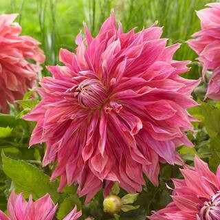 Vigoro Penhill Dark Monarch Dinnerplate Dahlia Flower Bulbs, Bare Roots (Bag of 6) ECS-202-06-03 ... | The Home Depot
