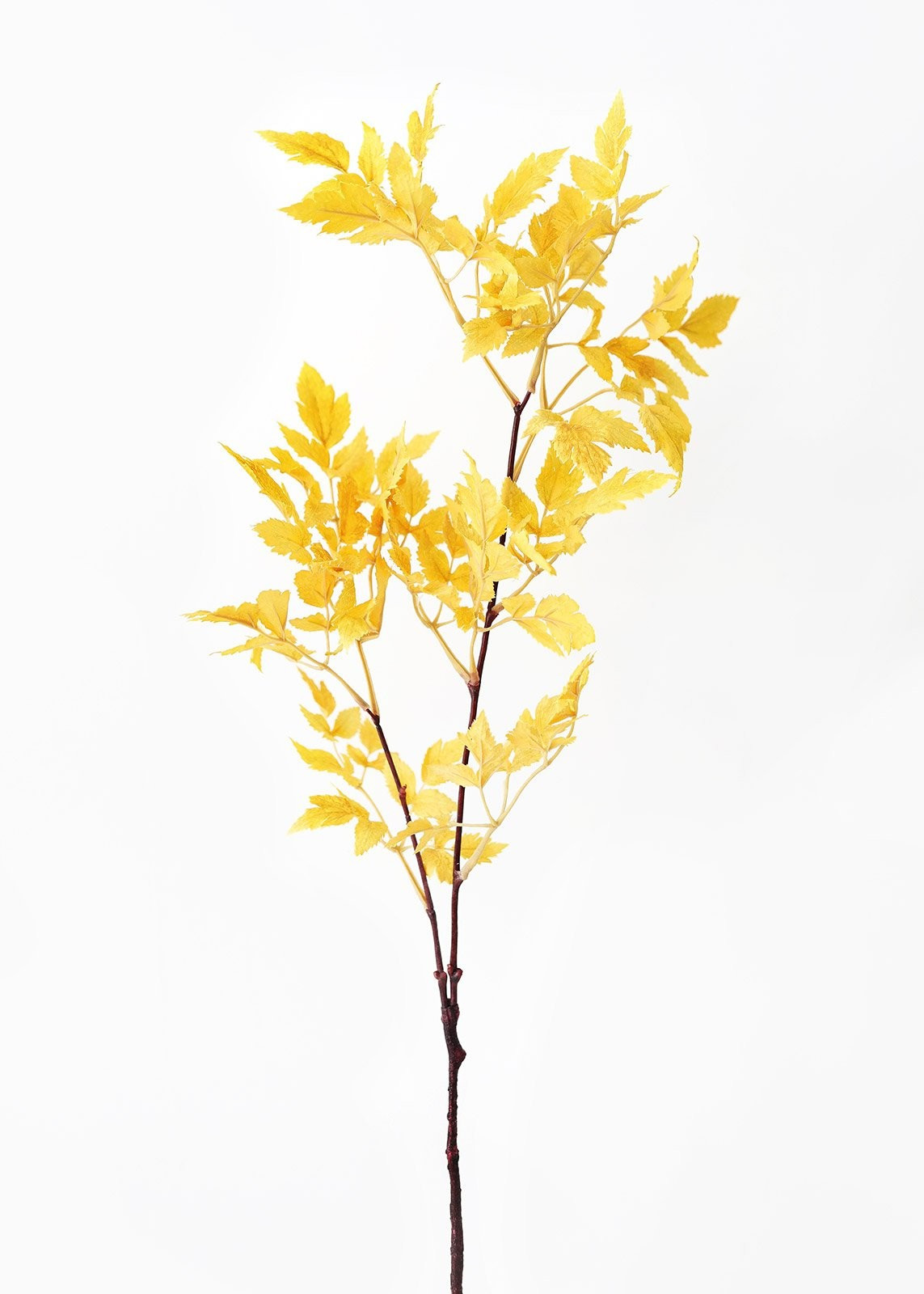 Fake Cimicifuga Ramosa Fall Leaves in Mustard - 31" | Afloral (US)