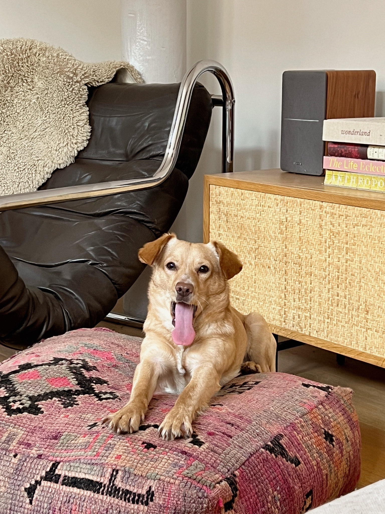 Our curation of the best and most aesthetic dog beds out there. Boho dog beds, stylish dog beds, colourful dog beds, vintage dog beds, floral dog beds, retro dog beds. Cool dog beds!!

#LTKMostLoved #LTKhome #LTKeurope