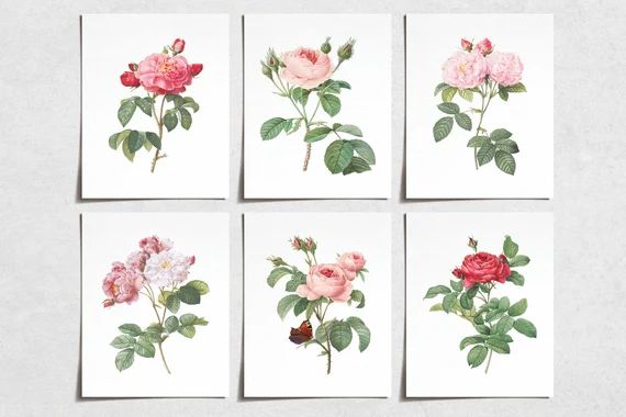 Vintage Pink Rose Flower Prints (6) | Modern Wall Art Victorian Illustration | Wall Art Decor Pri... | Etsy (US)