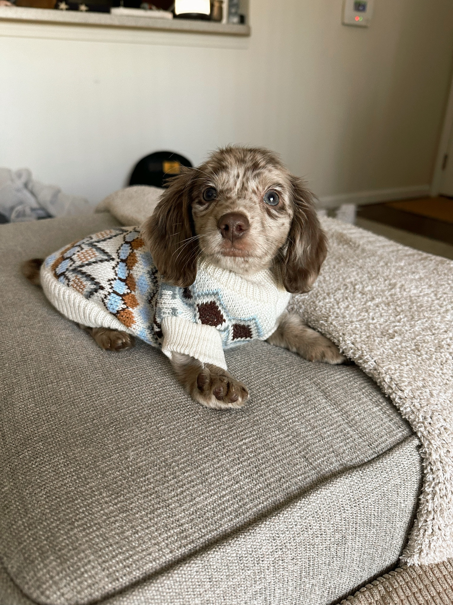 Love this dog sweater from SHEIN!

#LTKfindsunder50 #LTKMostLoved #LTKGiftGuide