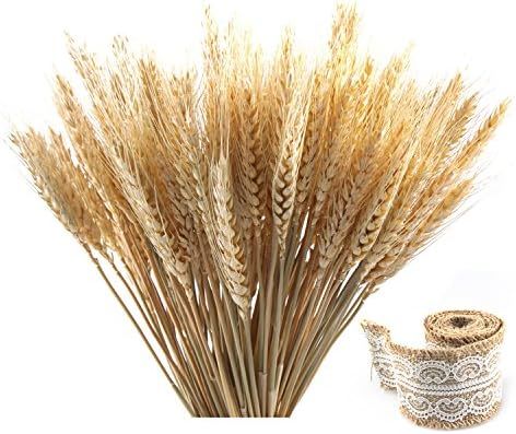 Golden Dried Natural Wheat Sheave Bundle Premium Fall Arrangements with Natural Laces Burlap Craf... | Amazon (US)