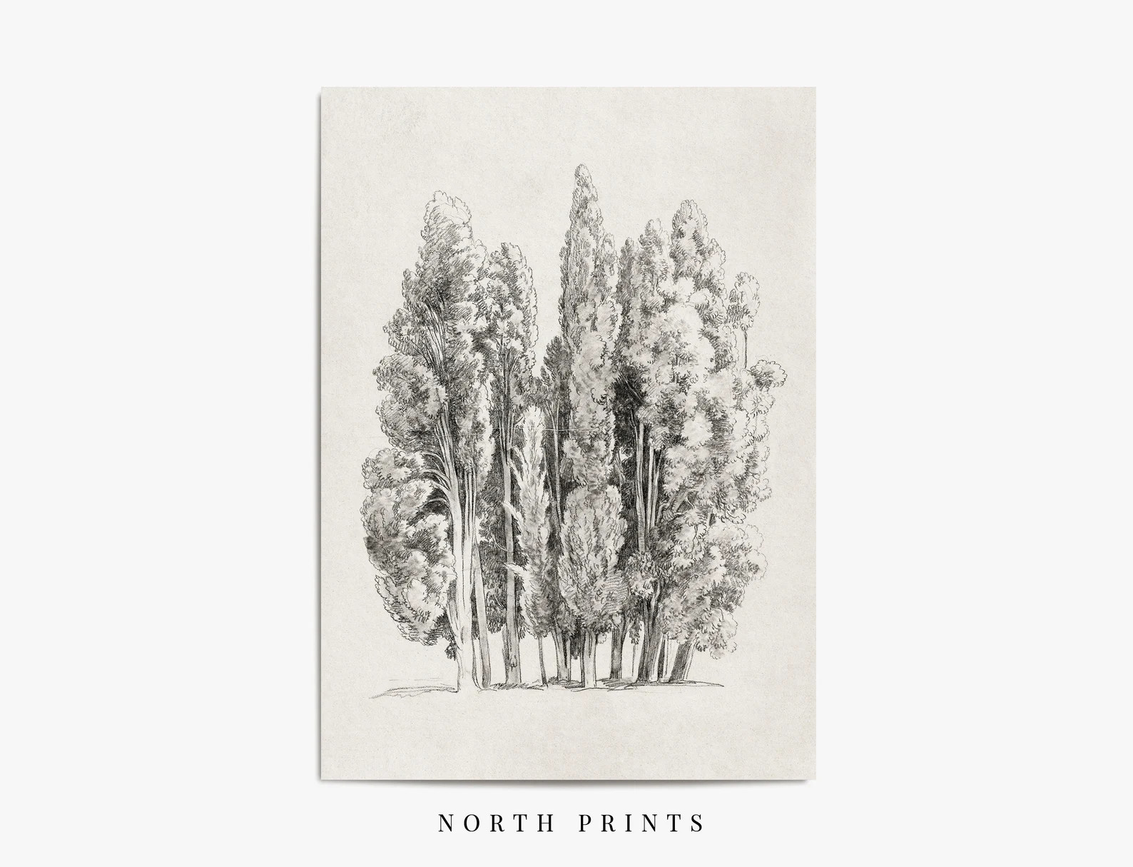 Vintage Tree Sketch | Etching Print | Minimalist Drawing PRINTABLE #367 | Etsy (US)