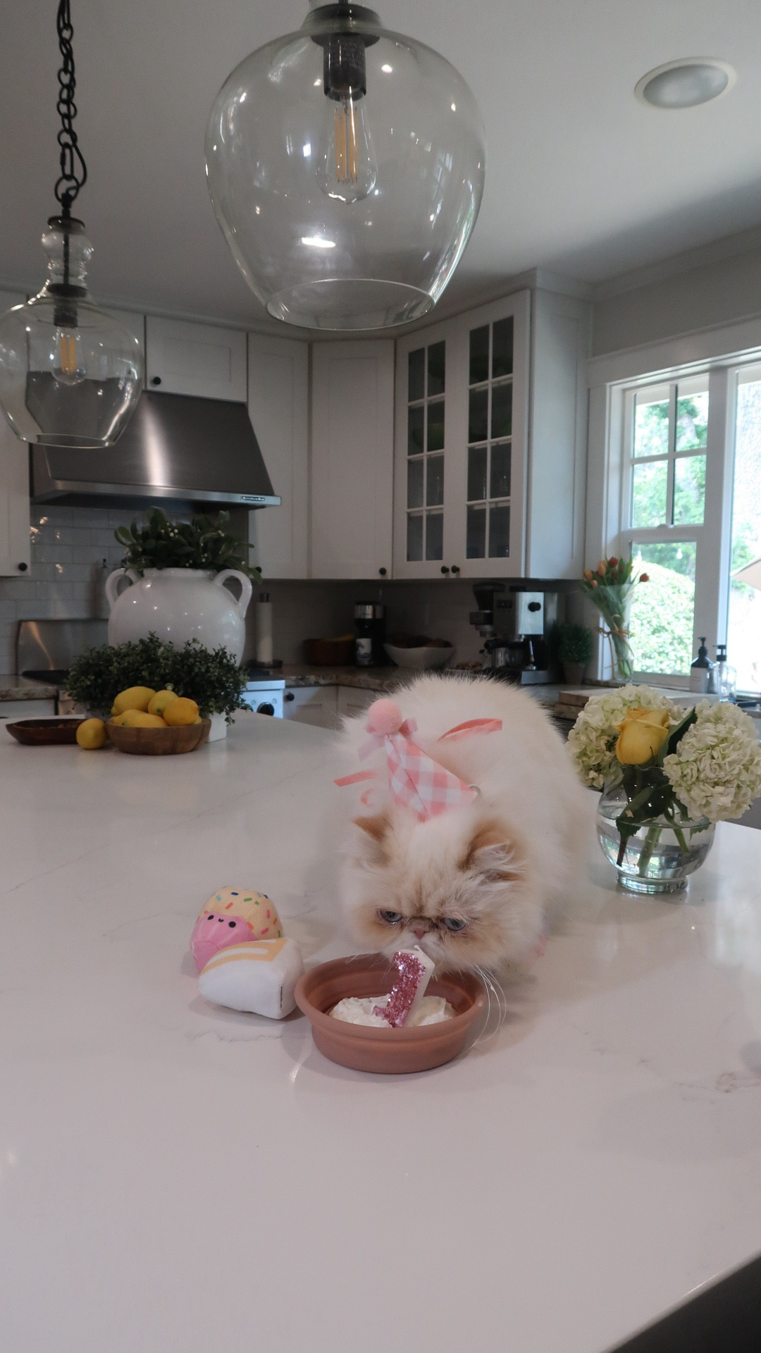 Coconut’s party supplies (all from Amazon) #catbday #catsfirstbirthday #persiancat #petbday #petbirthday #catbirthday 

#LTKvlog #LTKdayinmylife #LTKSeasonal