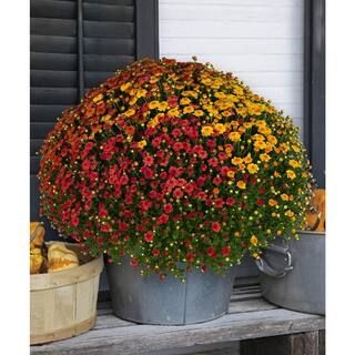 national PLANT NETWORK Trace of Fall Mum Plant (Chrysanthemum) in 8 in. Grower Container 1-Plant | The Home Depot