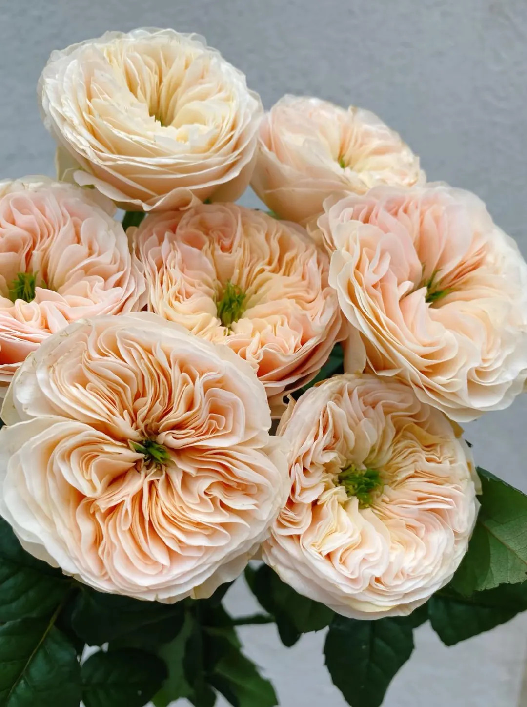 Stanley Abbey — Rare WANS Roses Live Plant — Ruffled Peony Style — Delicate Peach Pink — ... | Etsy (US)