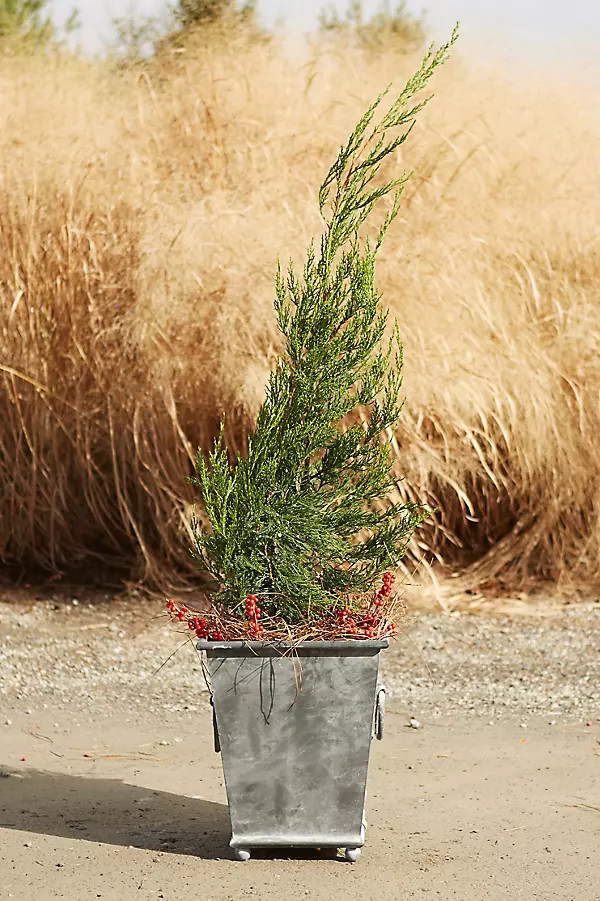 Ring Handle Iron Taper Planter, 15" | Terrain